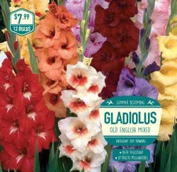 Garden State Bulb Gladiolus Old English Mixed Bulbs, 12 pk