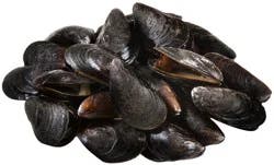 Mussels