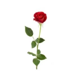 Single Stem Rose W Filler
