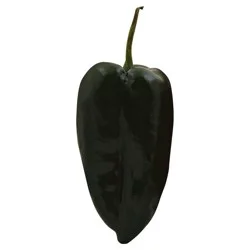 Poblano Pepper
