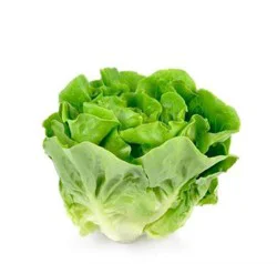 Bibb Lettuce
