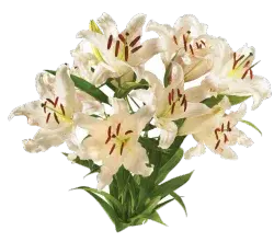 Private Selection Bloom Haus Oriental Lily Bunch