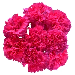 Our Brand Store Brand Carnations Pink