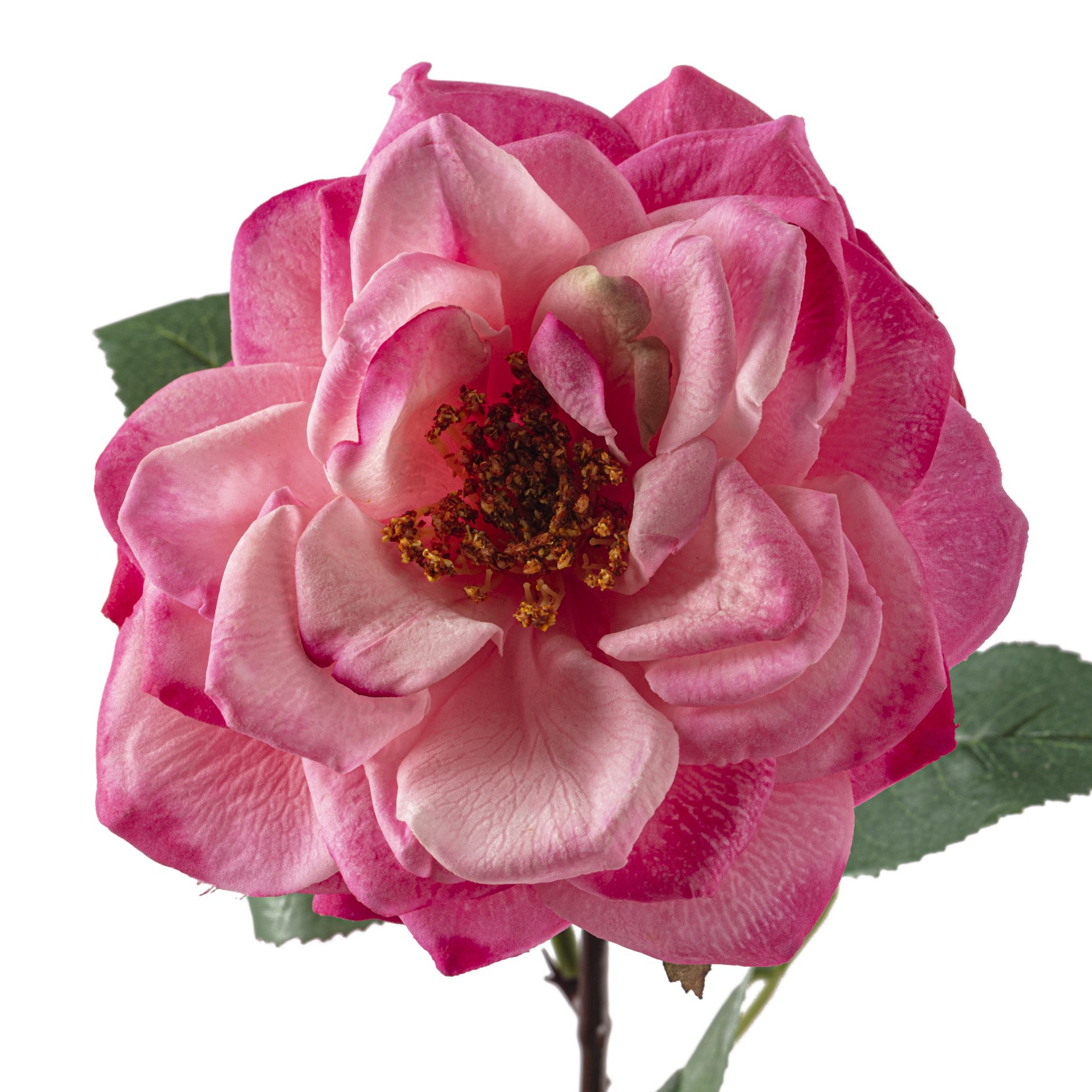 slide 3 of 3, Garden Bloom Orlane Rose Stem Ashland, 27 in