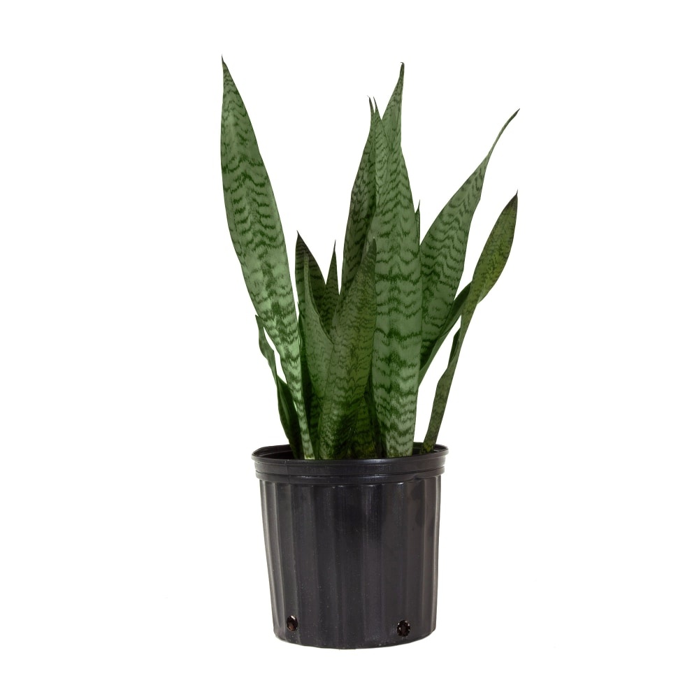 slide 1 of 1, Sansevieria Foliage, 10 in