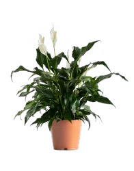 Potted 6" Spathiphyllum