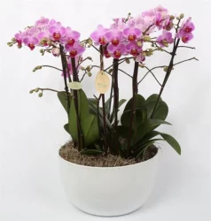 Color Orchid Multiflora in White Tin
