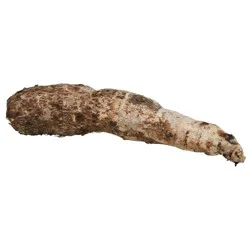 Malanga Root
