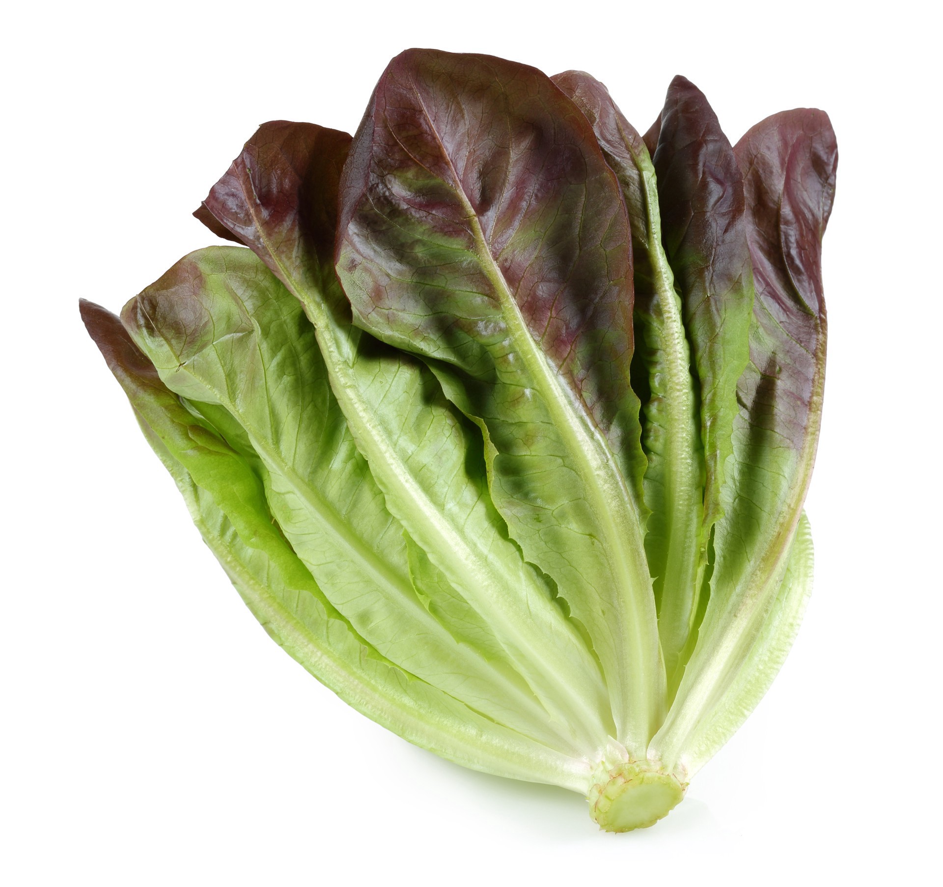 slide 1 of 1, Red Leaf Lettuce, 1 ct