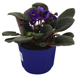 African Violets - 4 in