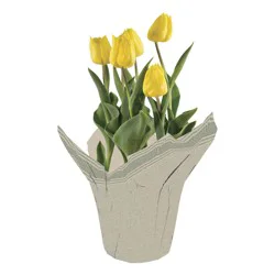 Tulips 6 in