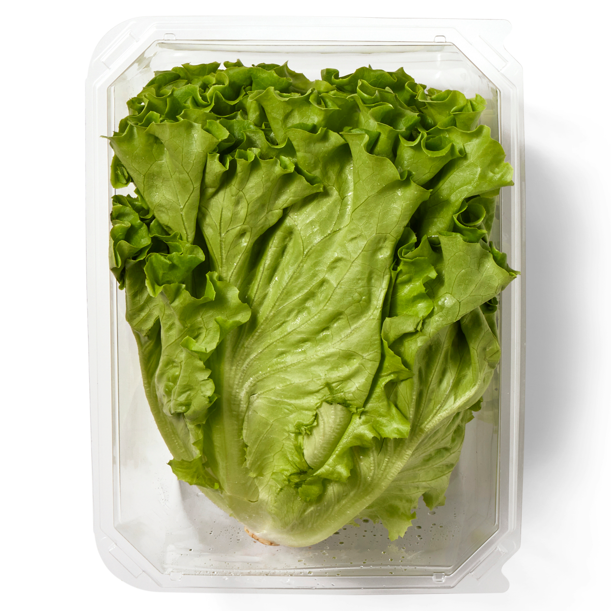 slide 1 of 9, Hydroponic Green Leaf Lettuce, 1 ct