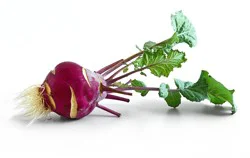 Fresh Baby Purple Kohlrabi