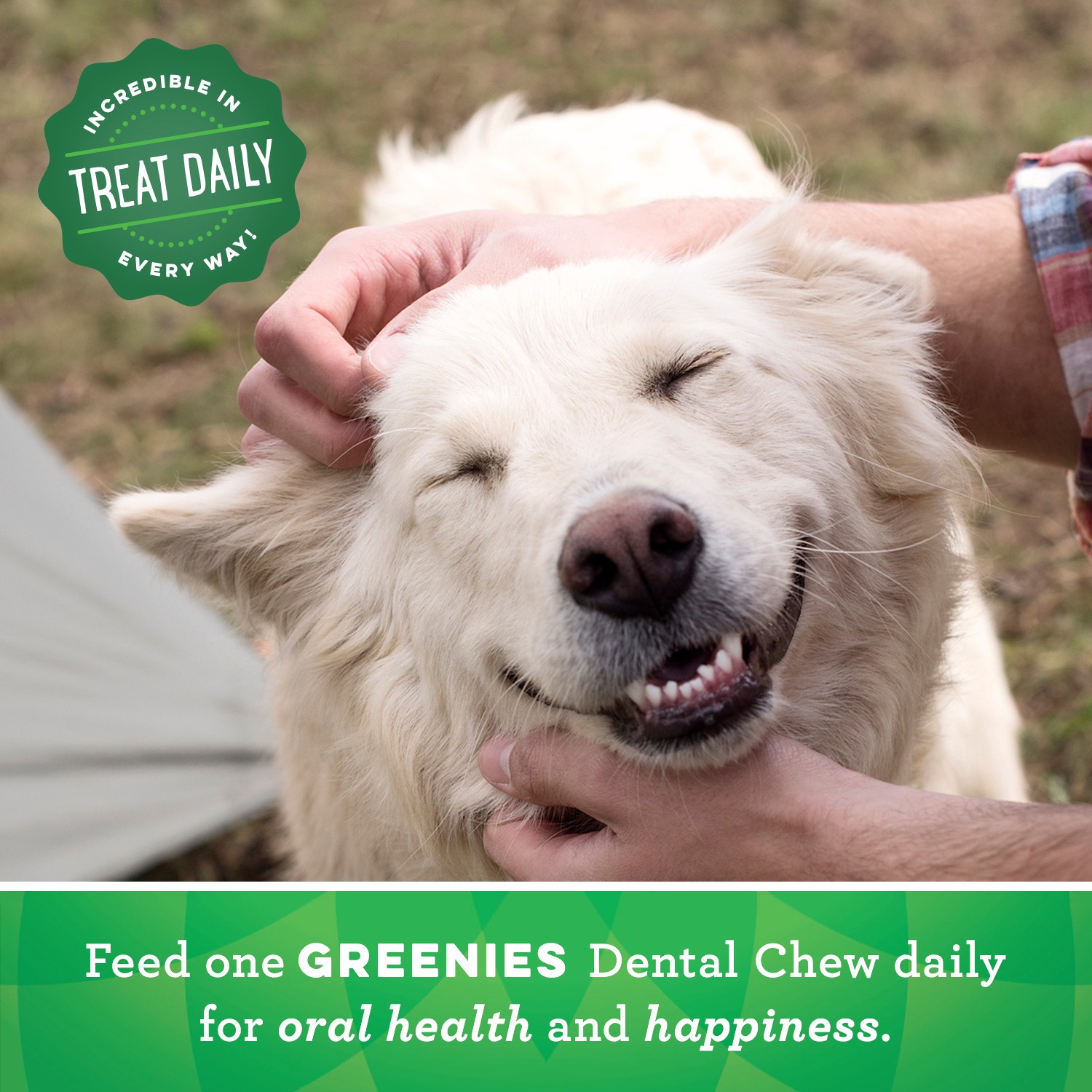 slide 3 of 5, Greenies Petite Fresh Dental Treats 20 ea, 20 ct