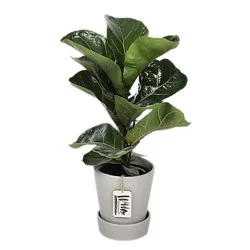 Foliage Signature Collection Premium Astd 5 In - EA