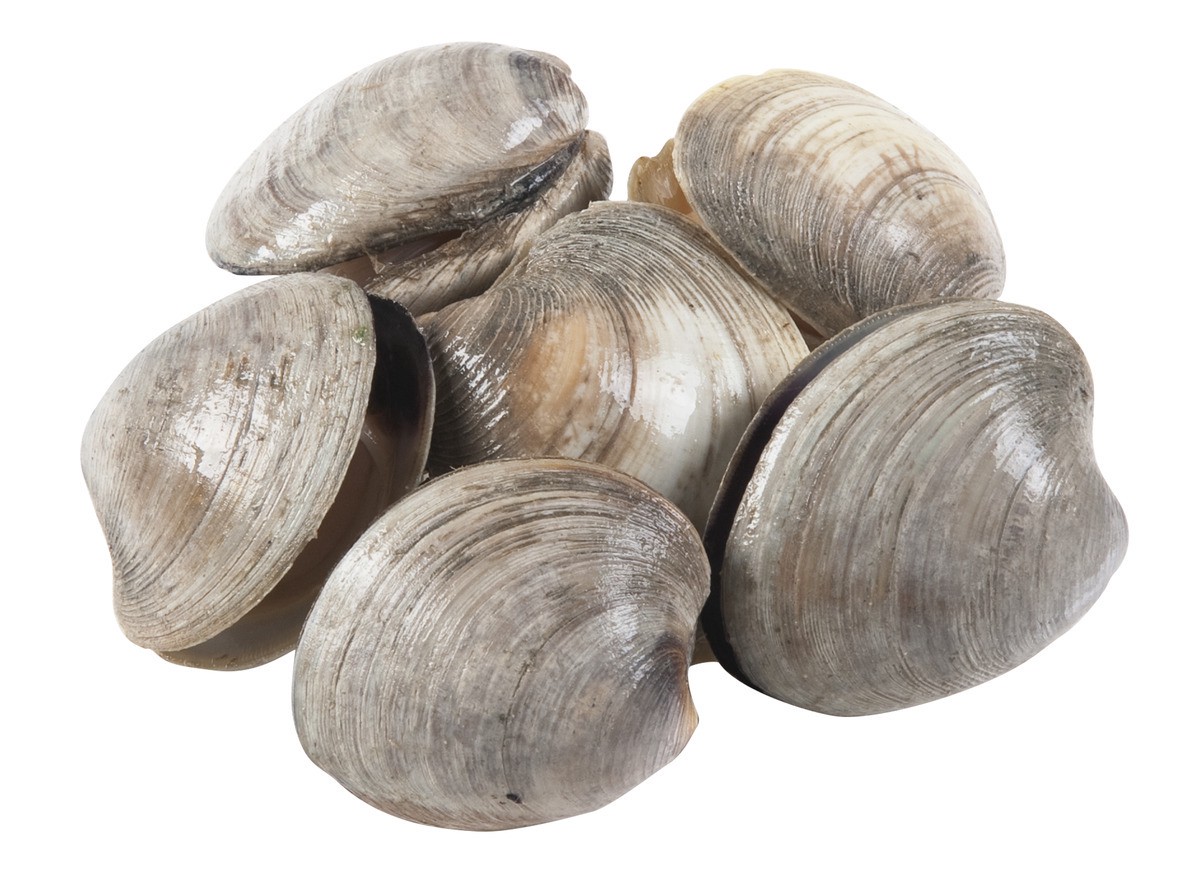 slide 1 of 1, Wild Caught Little Neck Clams, 1 ct