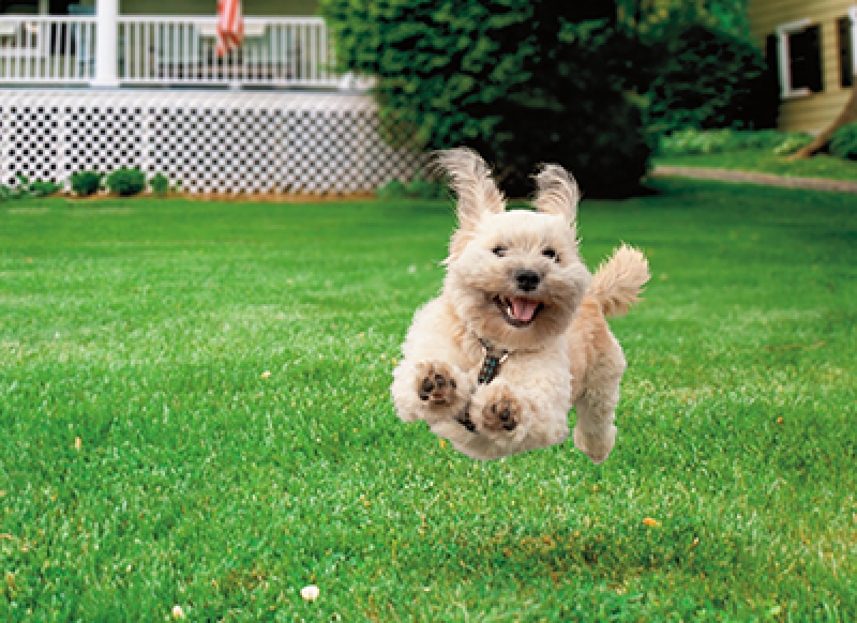 slide 1 of 1, Avanti Card Birthday Running Dog, 1 ct