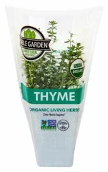 4" Potted Thyme