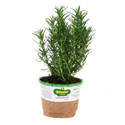Farmer & Co Potted Rosemary