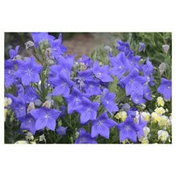 Balloon Flower Assortment