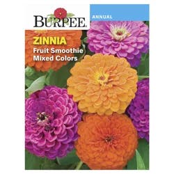 Burpee Zinnia Fruit Smoothie Mix Seeds