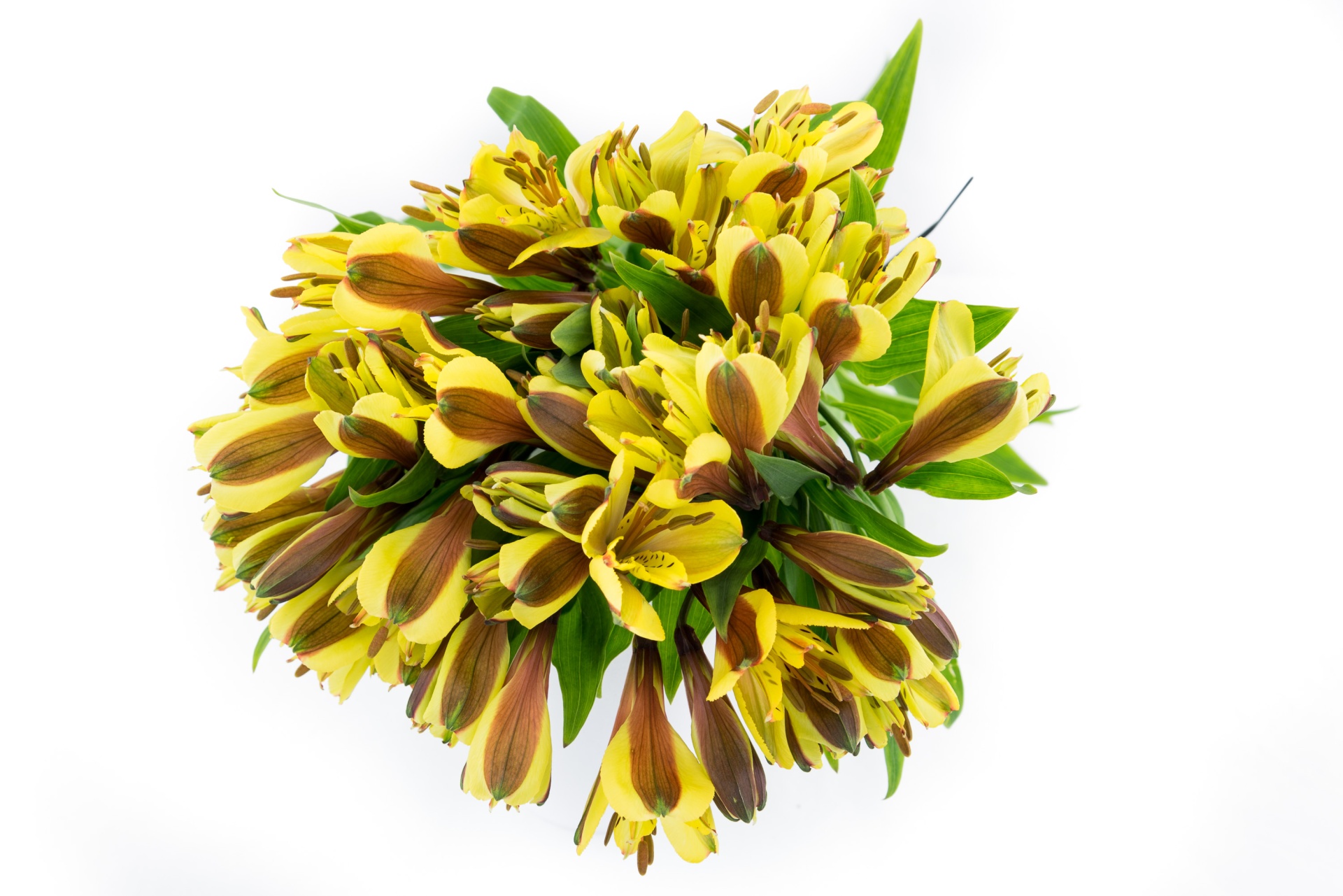 slide 1 of 1, Continental Flowers Alstroemeria 7-Stem Bouquet, 1 ct