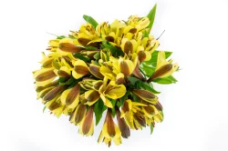 Continental Flowers Alstroemeria 7-Stem Bouquet