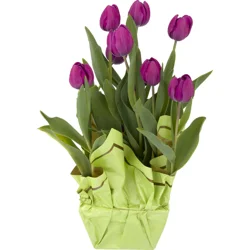 Tulips 8 Inch