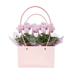 Mother's Day Fresh Blooming Plant In Purse Container