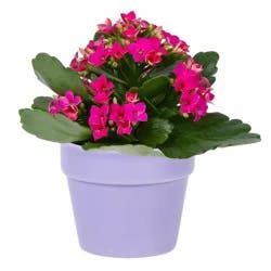 Mother's Day Fresh Kalanchoe Plant In 2.5 Inch Ceramic Container