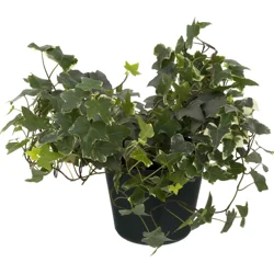 Ivy Plant Assorted 6 Inch