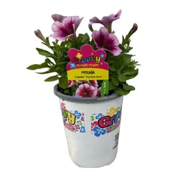 Groovy Flower Power Petunia Capella Fuchsia Lace