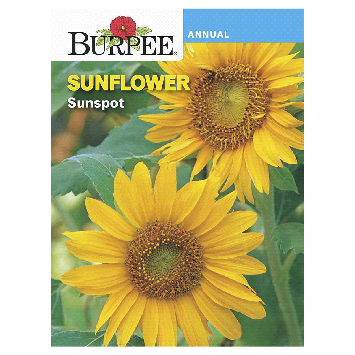 slide 1 of 5, Burpee Sunflower Sunspot Seeds, 1 ct