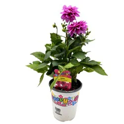 Groovy Flower Power Dahlia Pink Eye