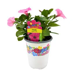 Groovy Flower Power Petunia Starlet Pink