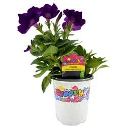 Groovy Flower Power Petunia Capella Indigo Improved
