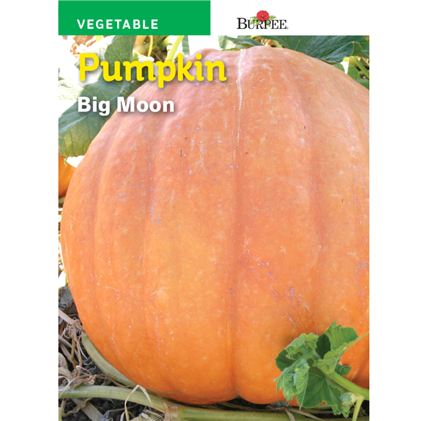 slide 1 of 5, Burpee Pumpkin Big Moon Seeds, 1 ct