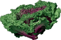 Cabbage Savoy- Melissas