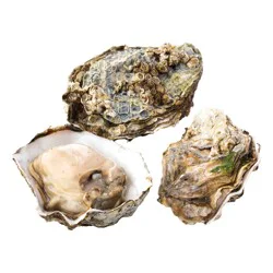 Raley's BBQ Oysters In The Shell - Farm Raised - 1 pc