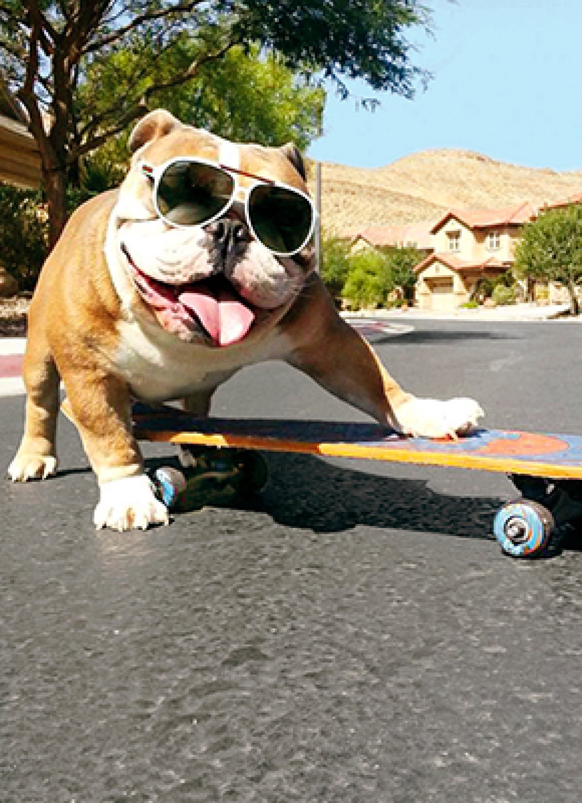slide 1 of 1, Avanti Press Bulldog / Sunglasses / Skatebo, 1 ct