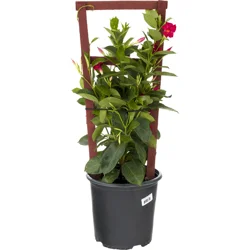 Mandevilla Trellis 10 Inch