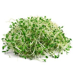 slide 1 of 1, Alfalfa Sprouts, 4 oz