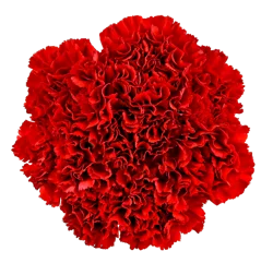 Holiday Carnations Fresh Flower Bouquet