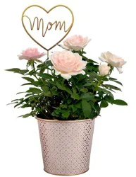 Bloom Haus RoseAroma Mini Rose Plant in 4-Inch Pot, 4 in