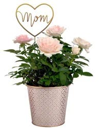 Bloom Haus RoseAroma Mini Rose Plant in 4-Inch Pot, 4 in