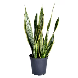Bachman's Sanseviera Snake Plant, 6.5 Inch