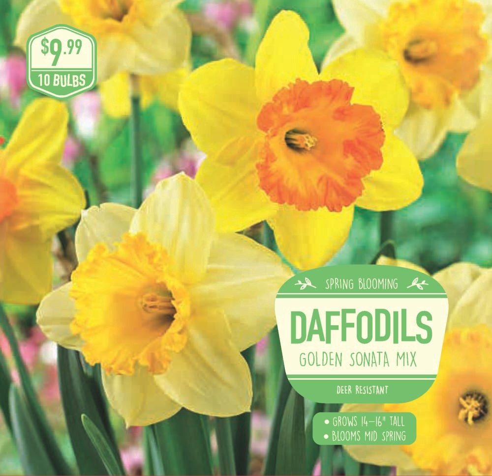 slide 1 of 1, Garden State Bulb Daffodil Golden Sonata Mix, 10 ct, 10 ct