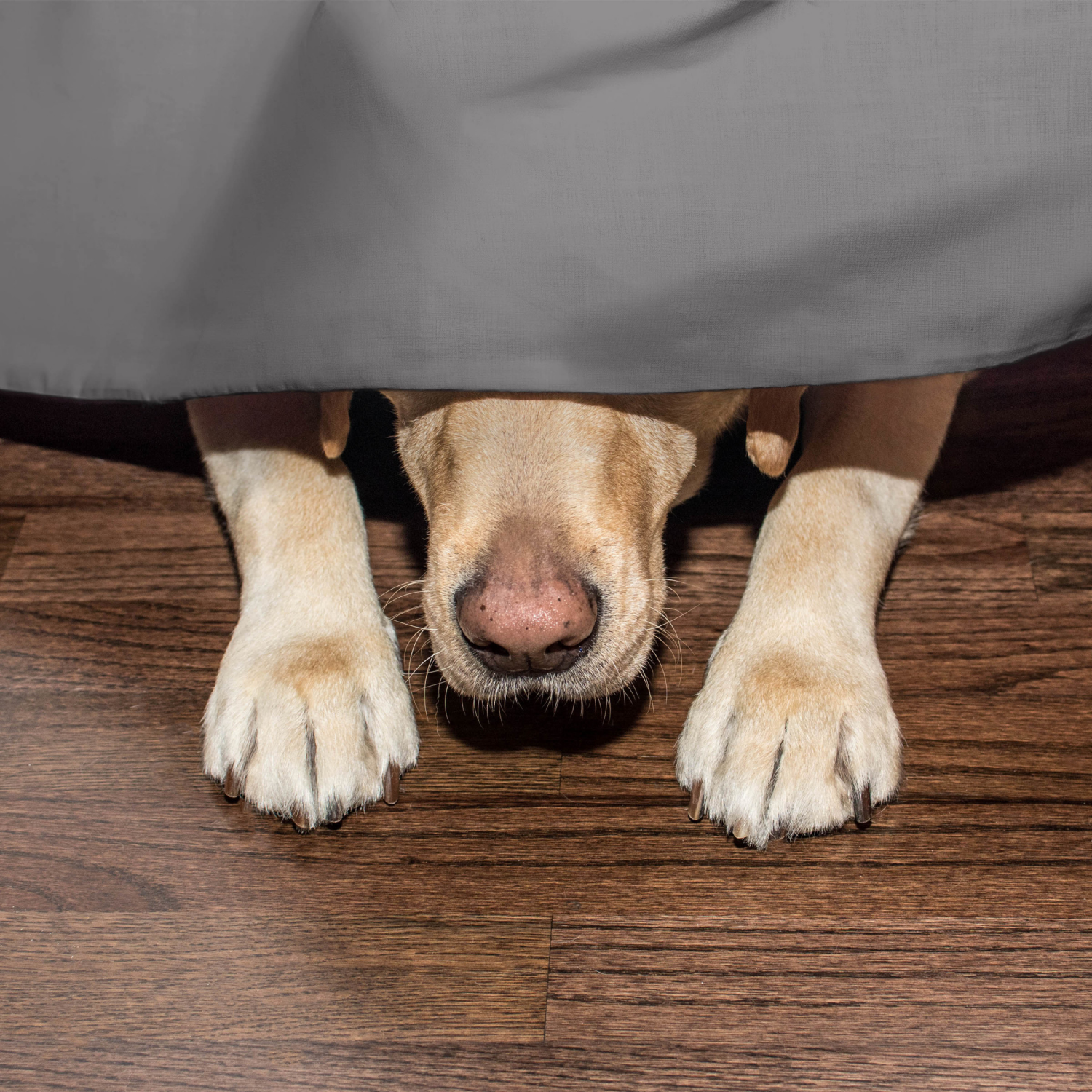 slide 4 of 8, MARTEX 1" Drop Bedskirt Grey Full, Full Size