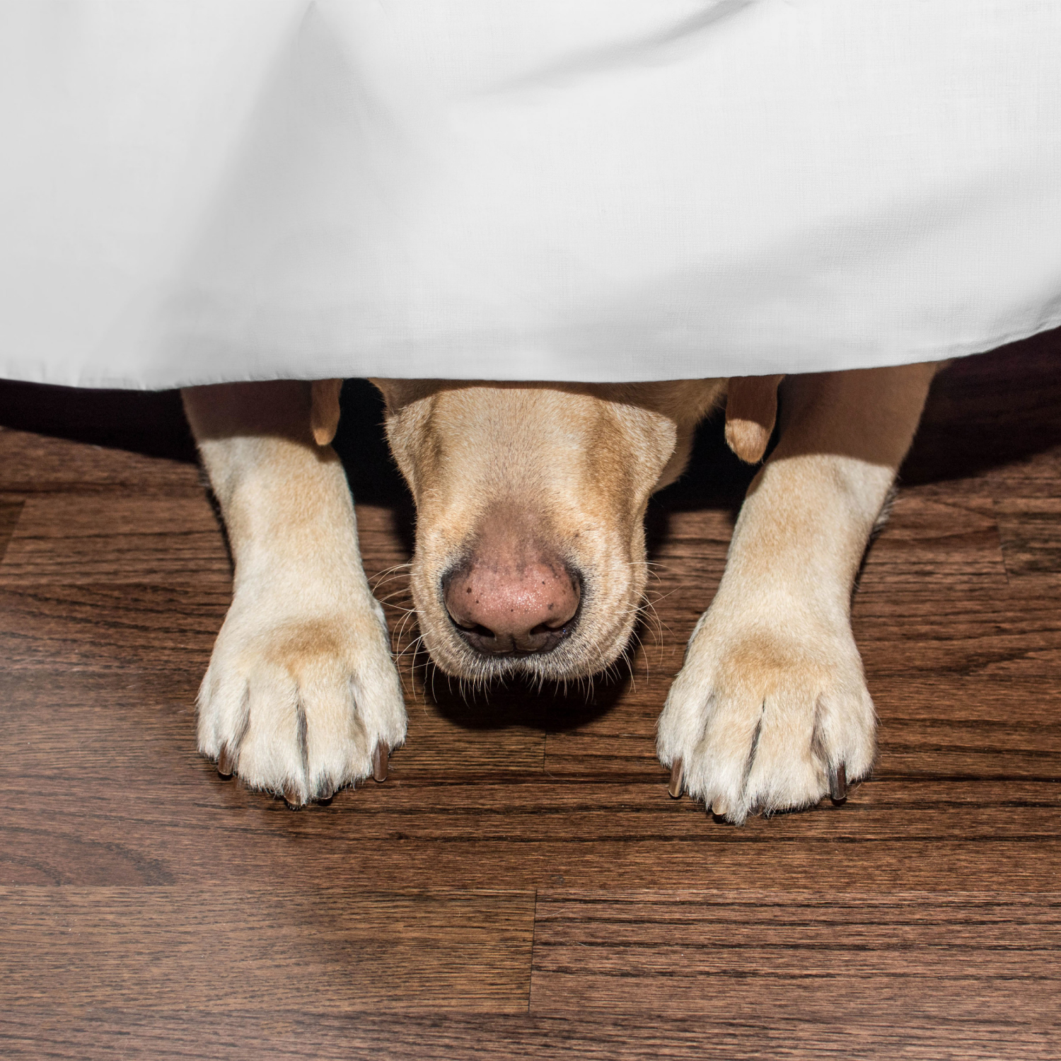 slide 4 of 8, MARTEX 21" Drop Bedskirt White King, King Size