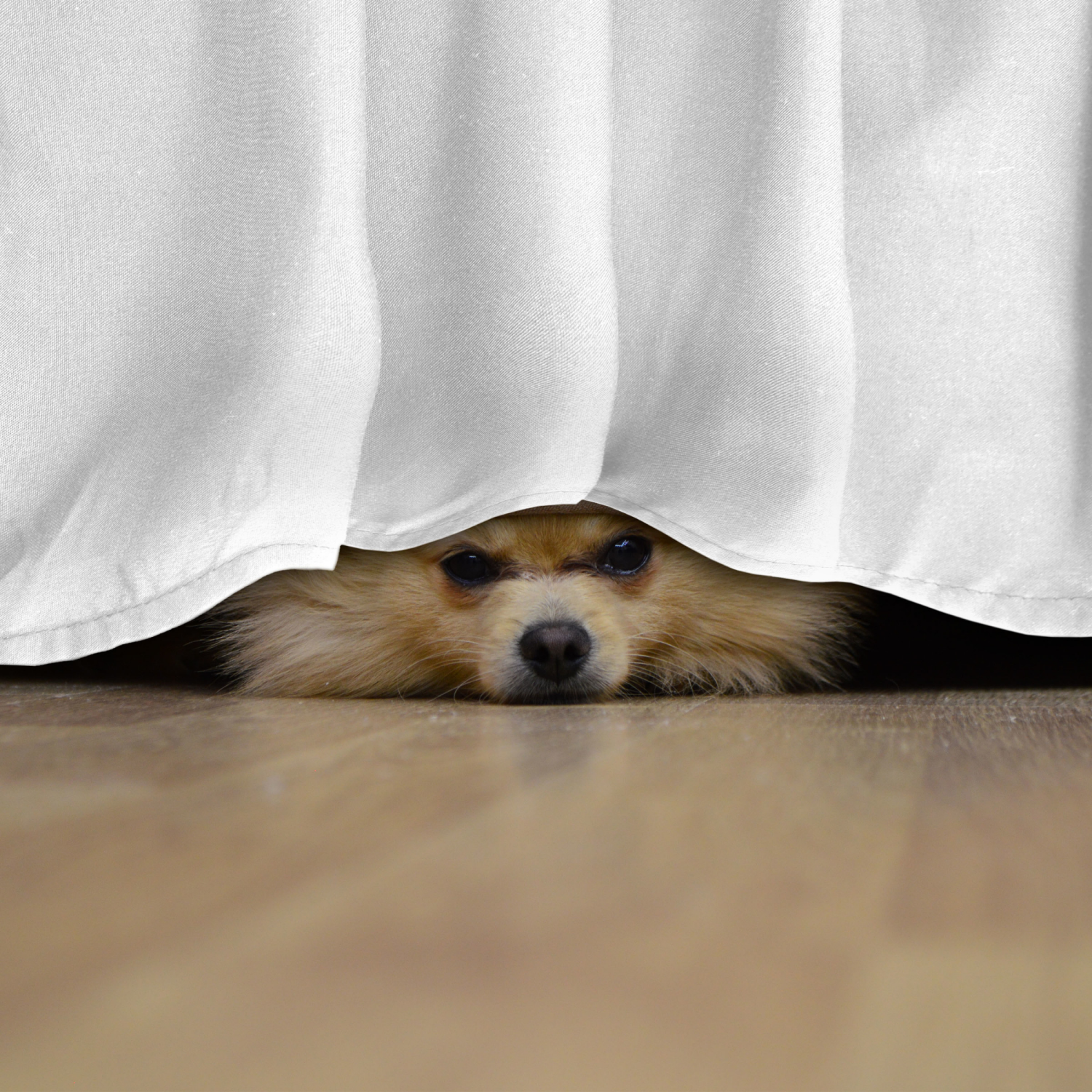 slide 4 of 8, MARTEX Basic Microfiber Bedskirt White Full, Full Size